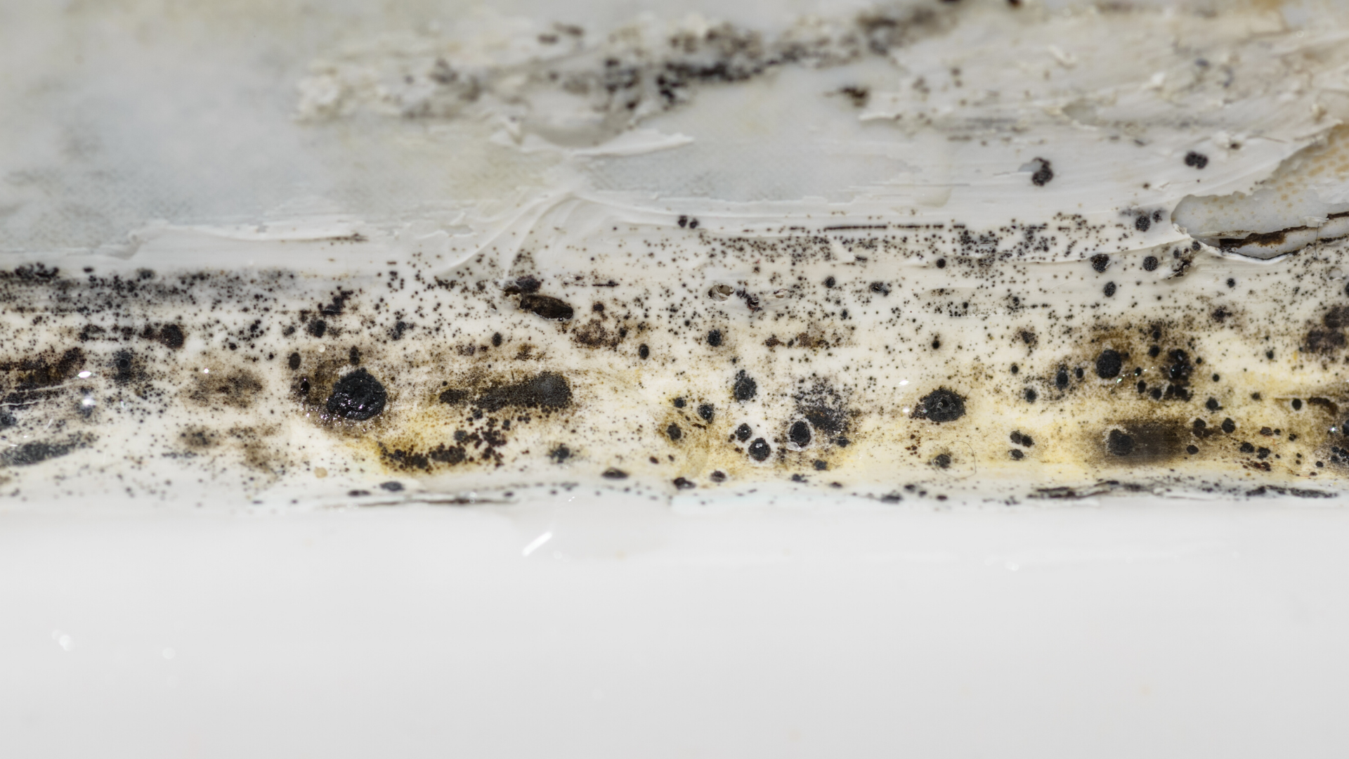 Picture of Mold