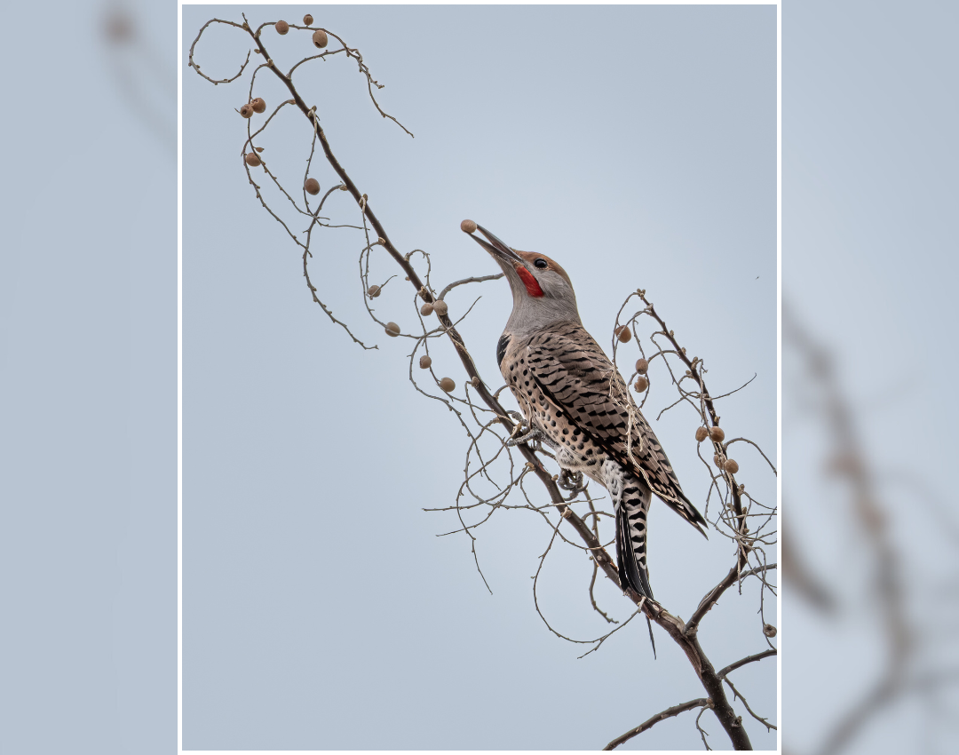 Allison Walke_Flicker’s Feast