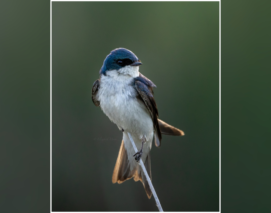 Elizabeth Moon_Perched Perfection