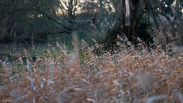 FrequentlyAskedQuestionsRecordedDocuments